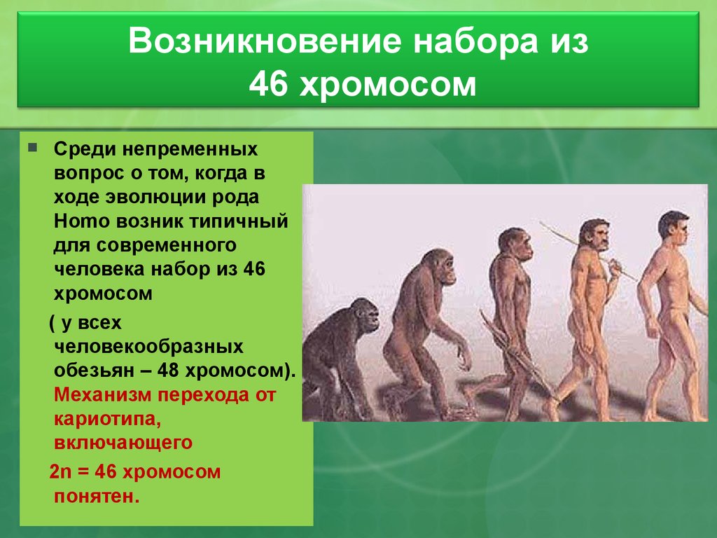 Возникновение и развитие группы. Эволюция человека. Эволюционное происхождение человека. Эволюционные изменения человека. Происхождение современного человека.