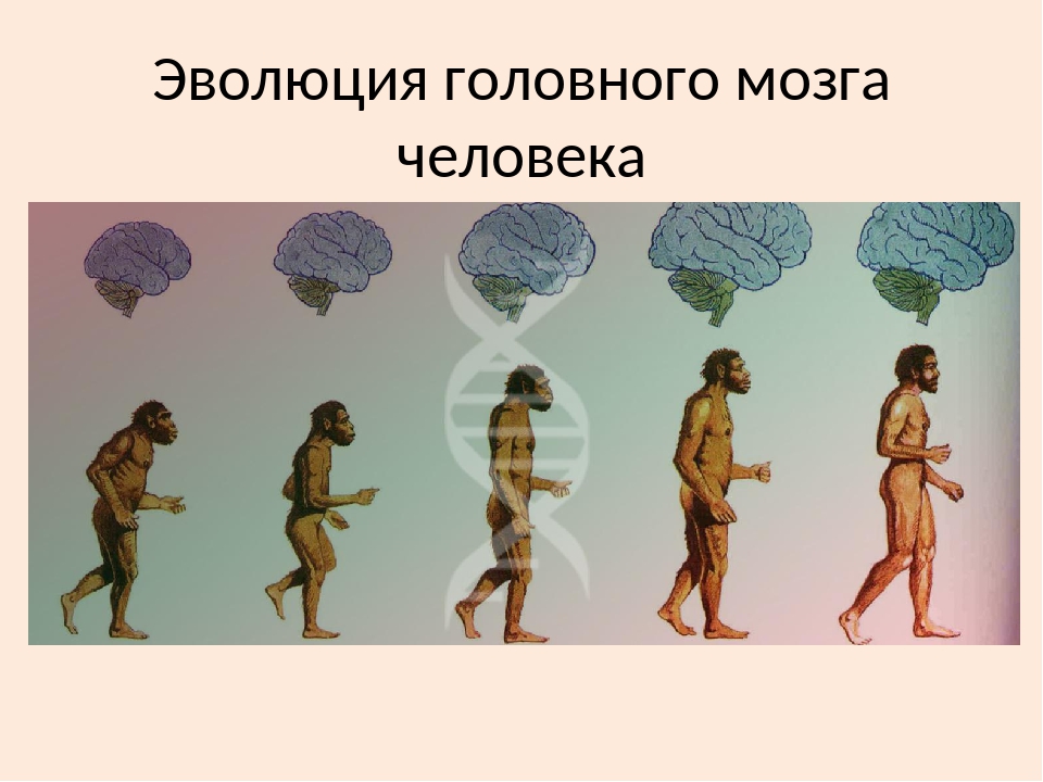 В чем проявляется развитие человека. Эволюция человека. Развитие человека. Эволюция развития человека. Эволюция человеческого мозга.